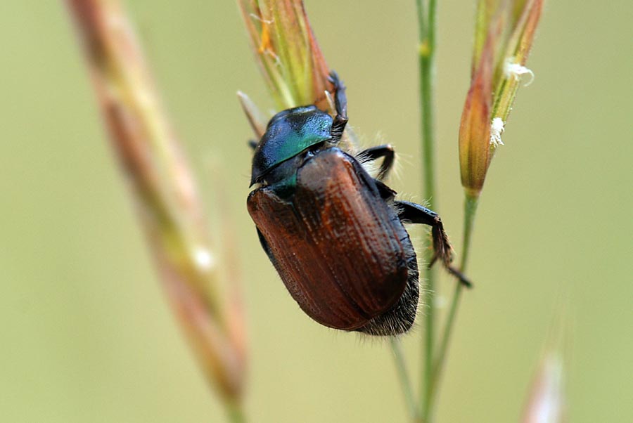 Maggiolino, Phyllopertha horticola